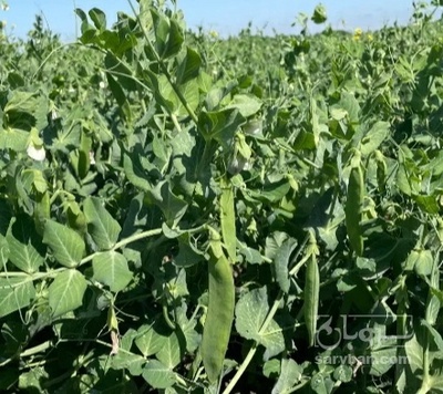 فروش نخود فرنگی