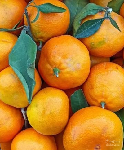 فروش پرتقال