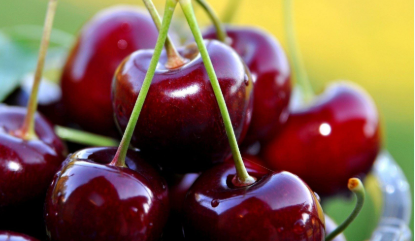 فروش آلبالو