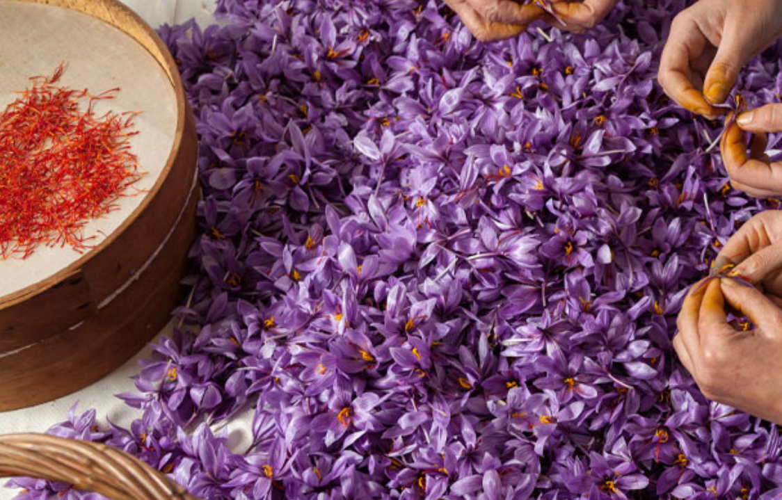 فروش زعفران (گیاه‌ دارویی)