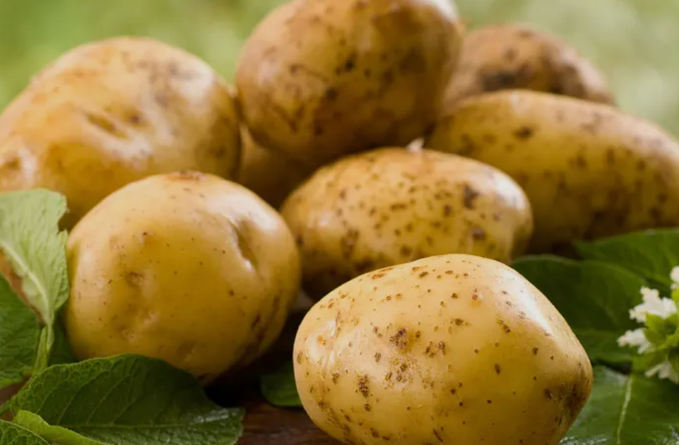 فروش سیب زمینی