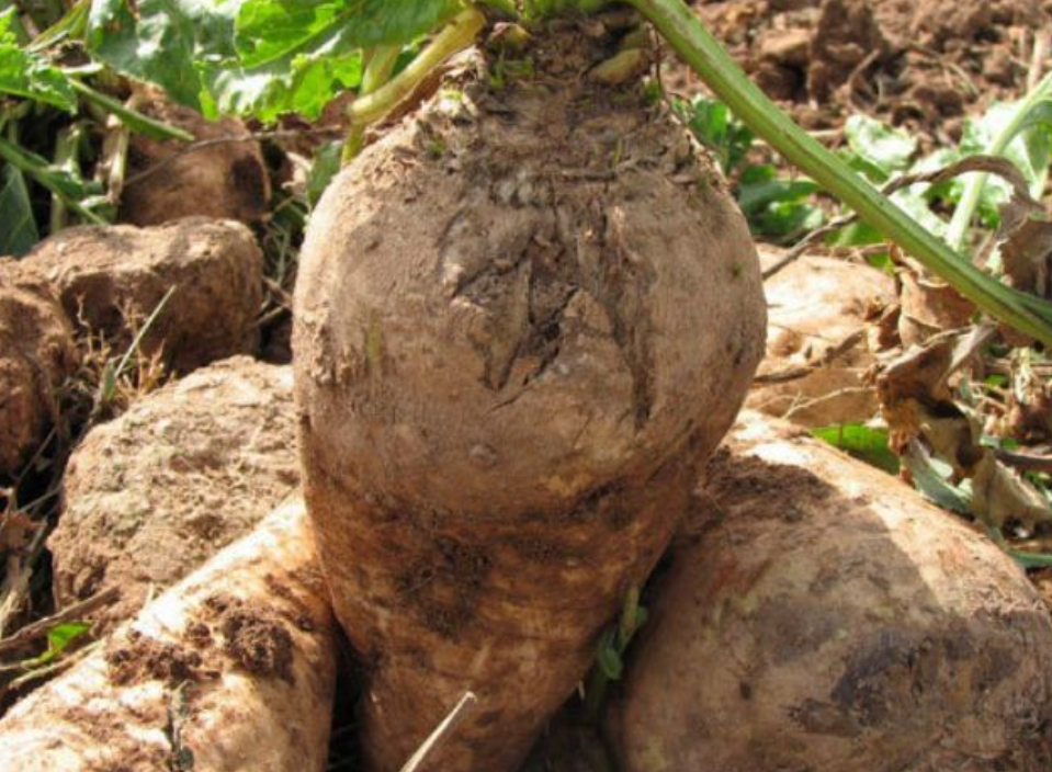 فروش چغندر قند