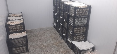 فروش قارچ دکمه ای