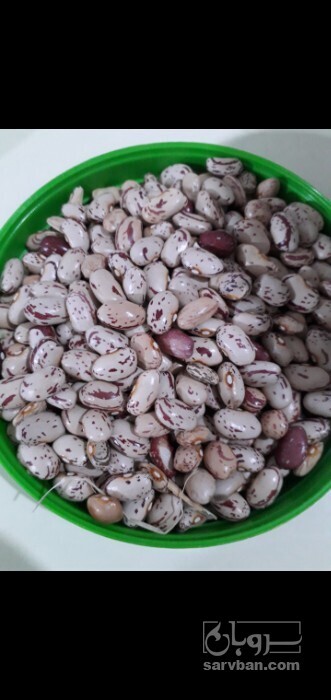 فروش لوبیا چیتی