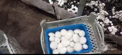 فروش قارچ دکمه ای