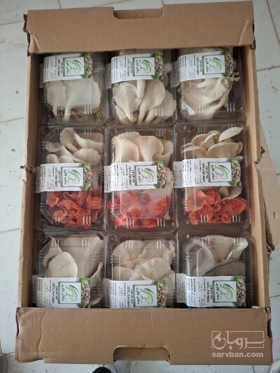 فروش قارچ صدفی