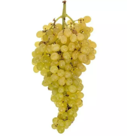 فروش انگور