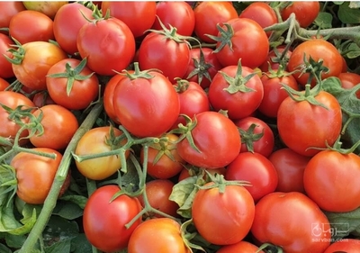 فروش گوجه فرنگی