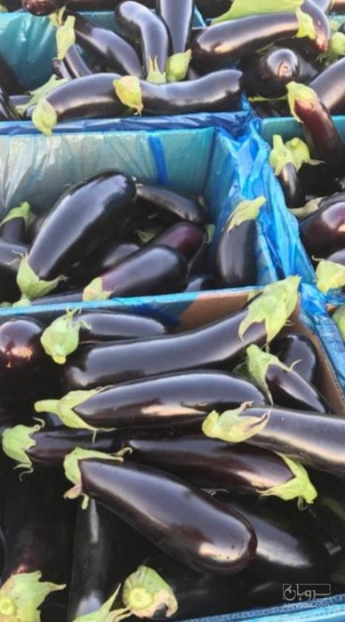 فروش بادمجان