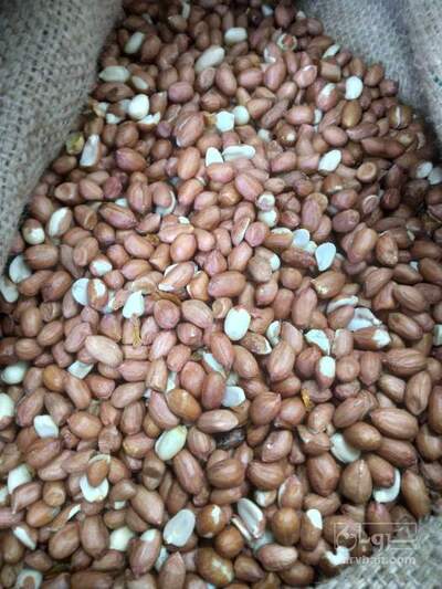 فروش بادام زمینی