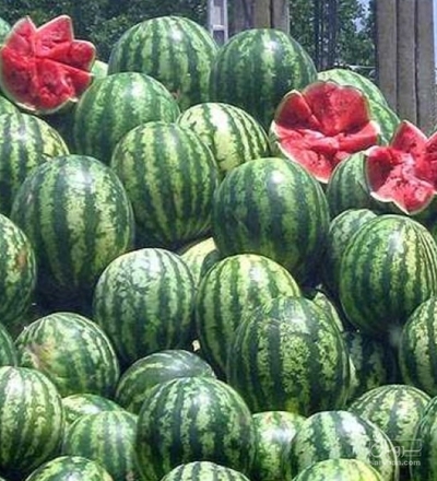 فروش هندوانه