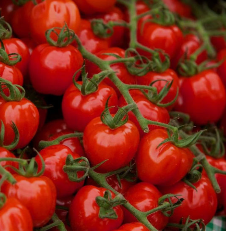 فروش گوجه فرنگی