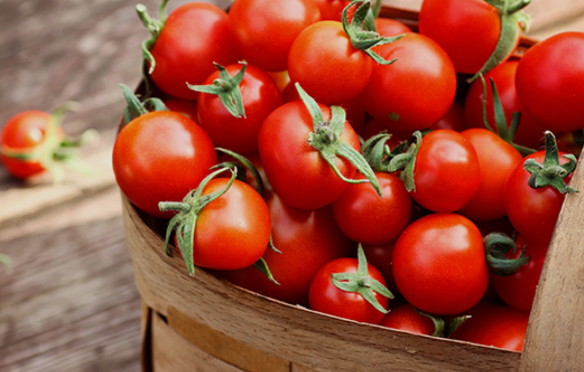 فروش گوجه فرنگی