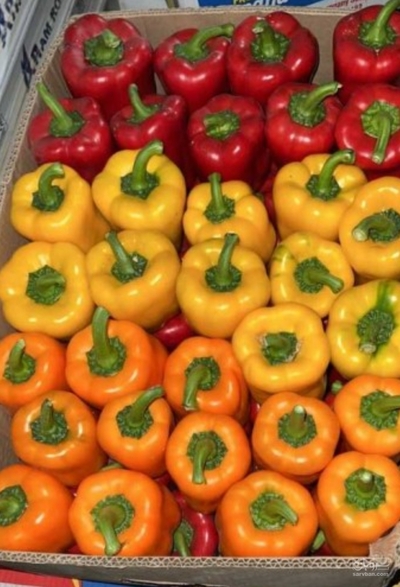 فروش فلفل دلمه ای