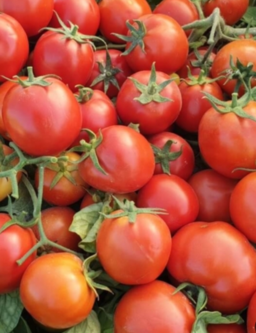 فروش گوجه فرنگی