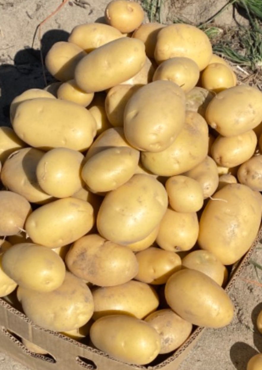 فروش سیب زمینی