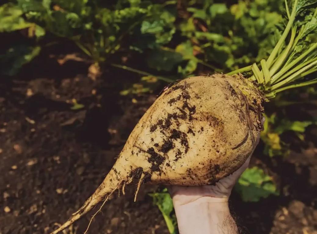 فروش چغندر قند