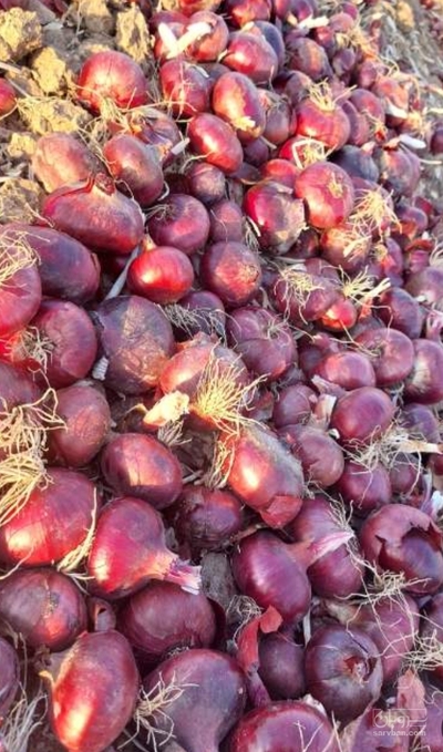 فروش پیاز