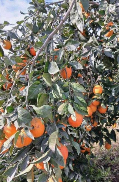 فروش پرتقال
