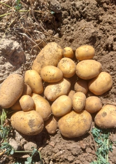 فروش سیب زمینی