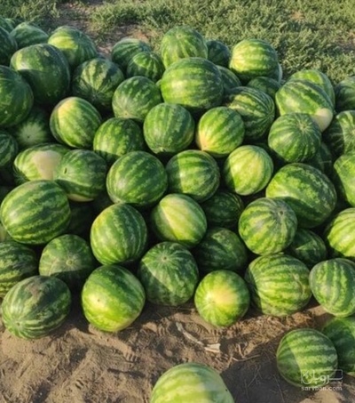 فروش هندوانه