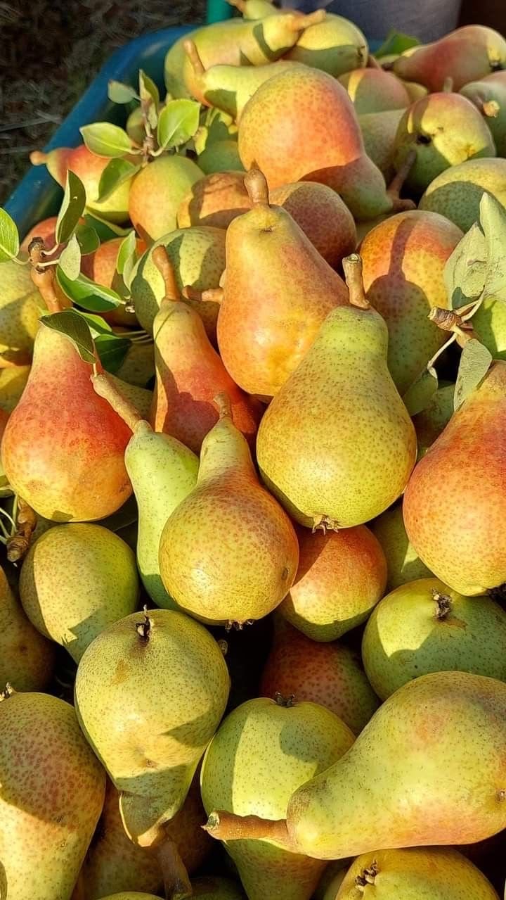 فروش گلابی اسپادانا