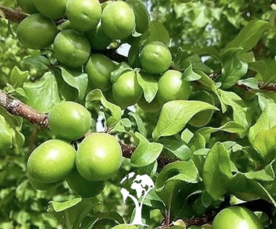 فروش گوجه سبز