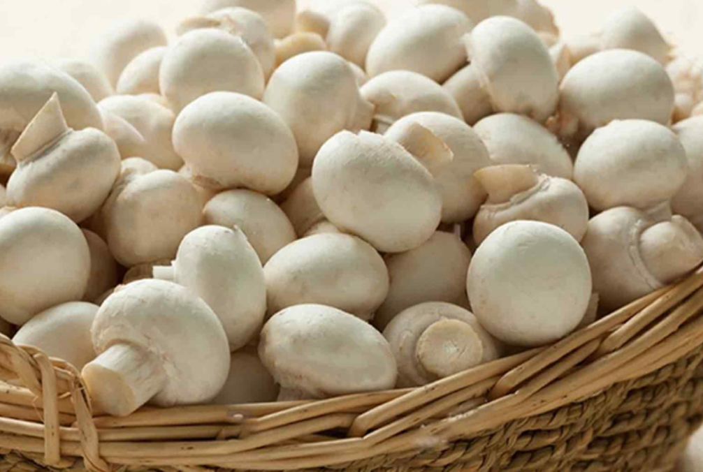 فروش قارچ دکمه ای