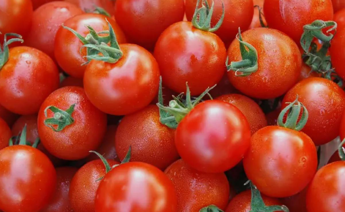 فروش گوجه فرنگی