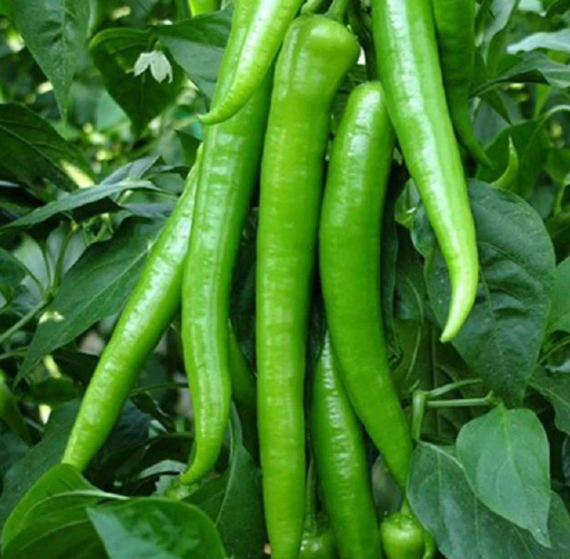 فروش فلفل تند