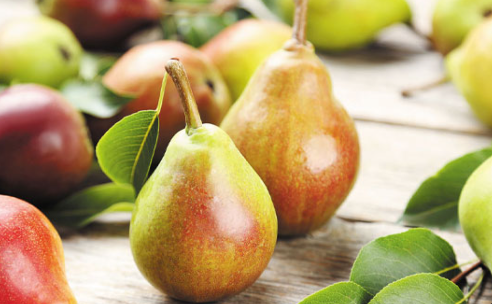 فروش گلابی