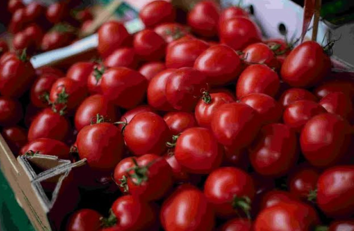 فروش گوجه فرنگی