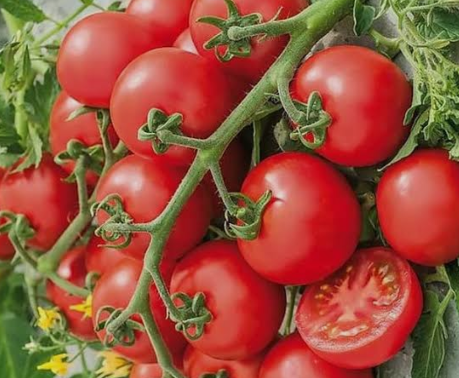 فروش گوجه فرنگی