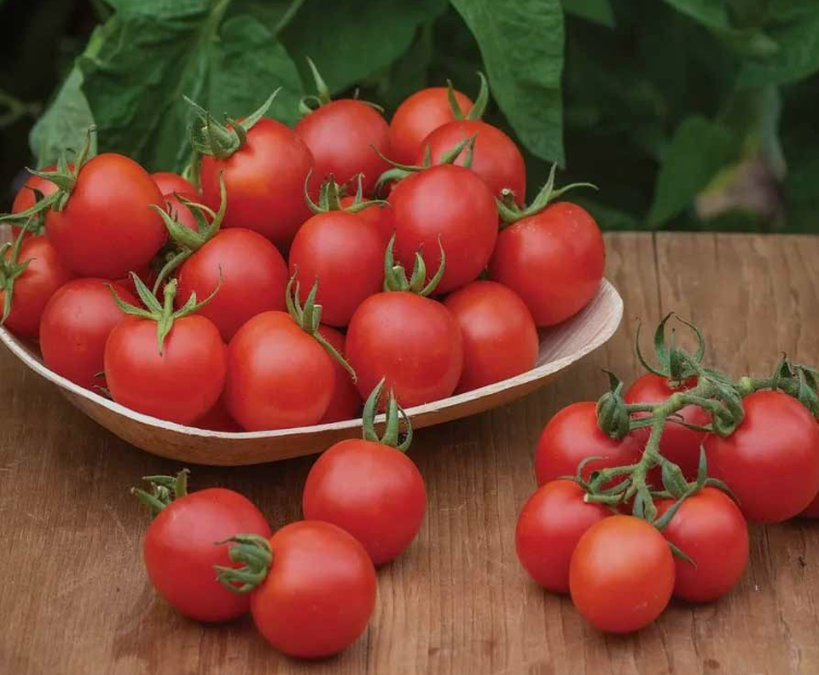 فروش گوجه فرنگی