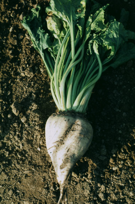 فروش چغندر قند