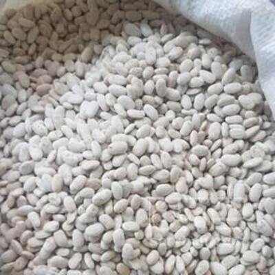 فروش لوبیا سفید