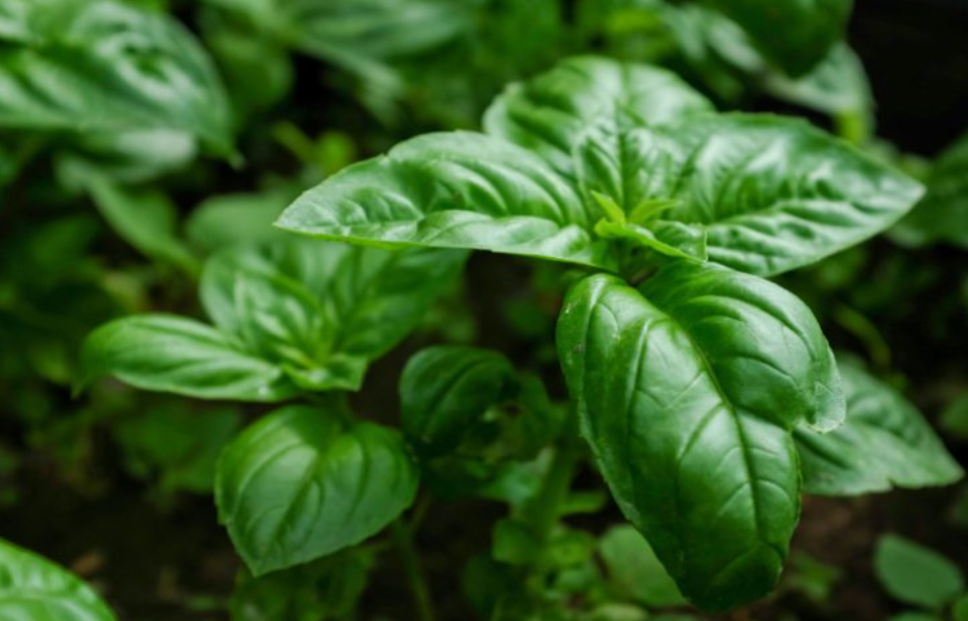 فروش ریحان (گیاه‌ دارویی)