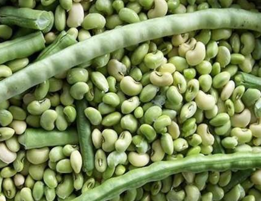 فروش لوبیا سبز