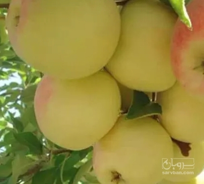 فروش سیب زرد