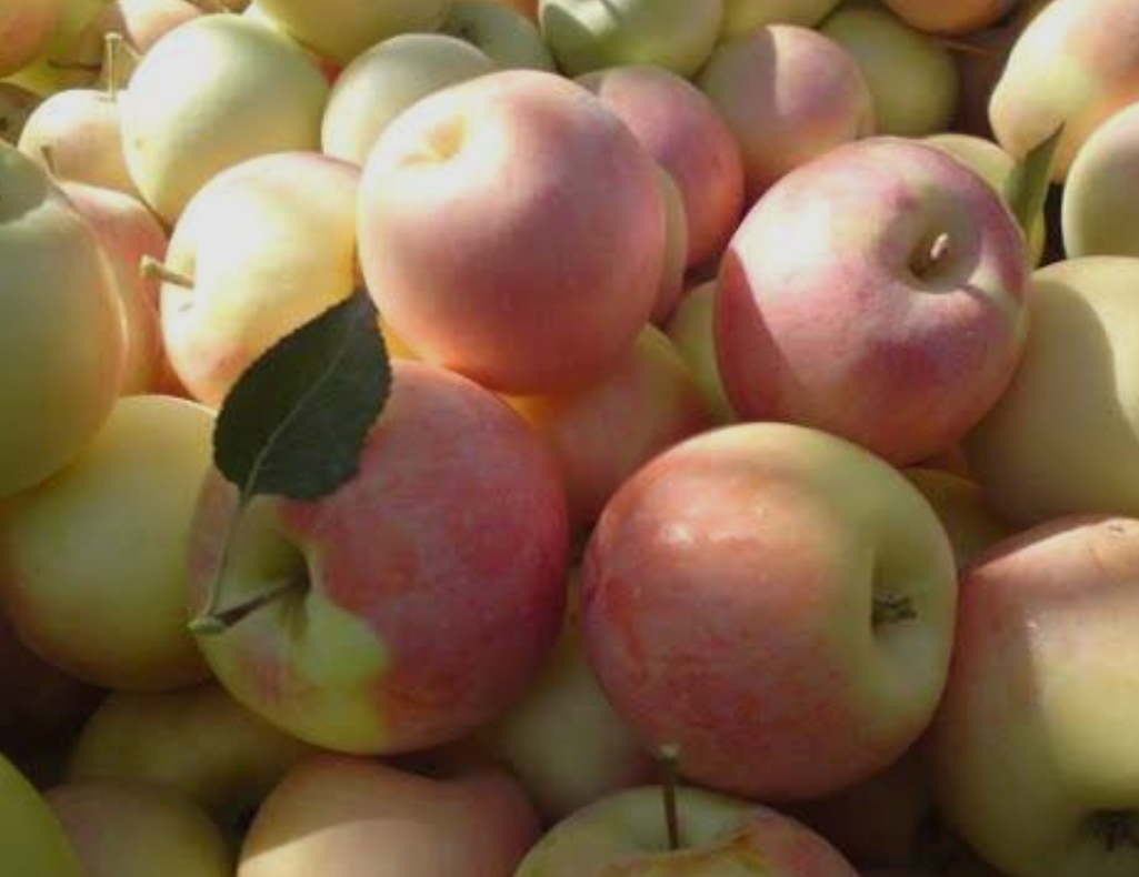 فروش سیب لبنانی زرد