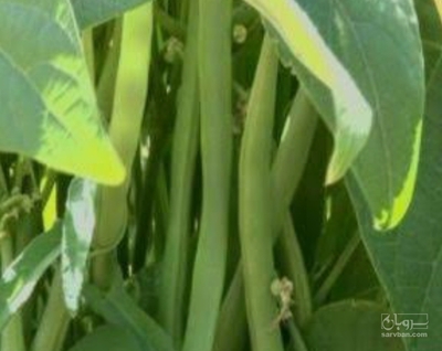 فروش لوبیا سبز
