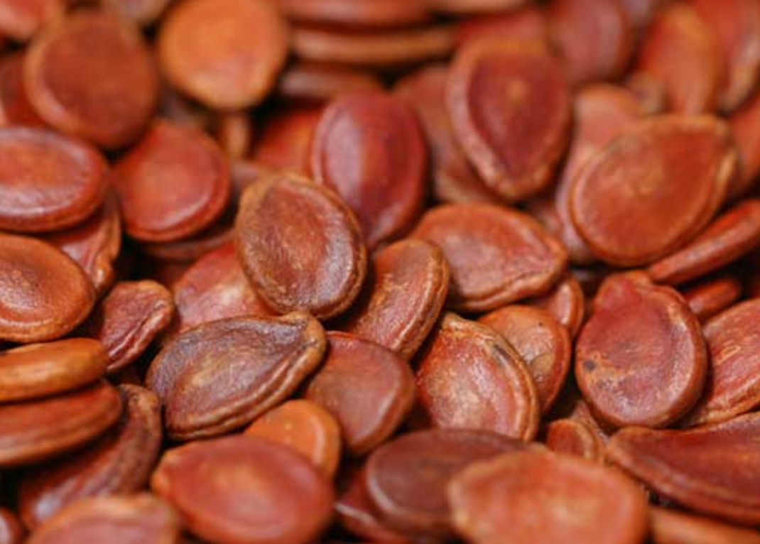 فروش تخمه ژاپنی