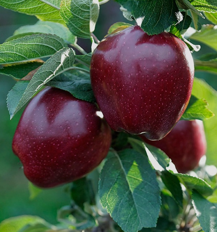 فروش سیب قرمز لبنانی