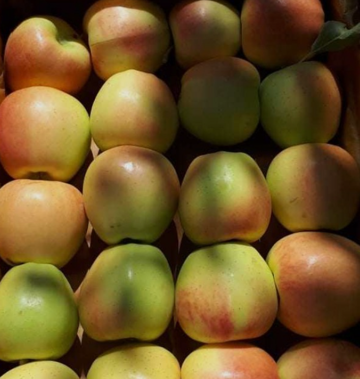 فروش سیب زرد لبنانی