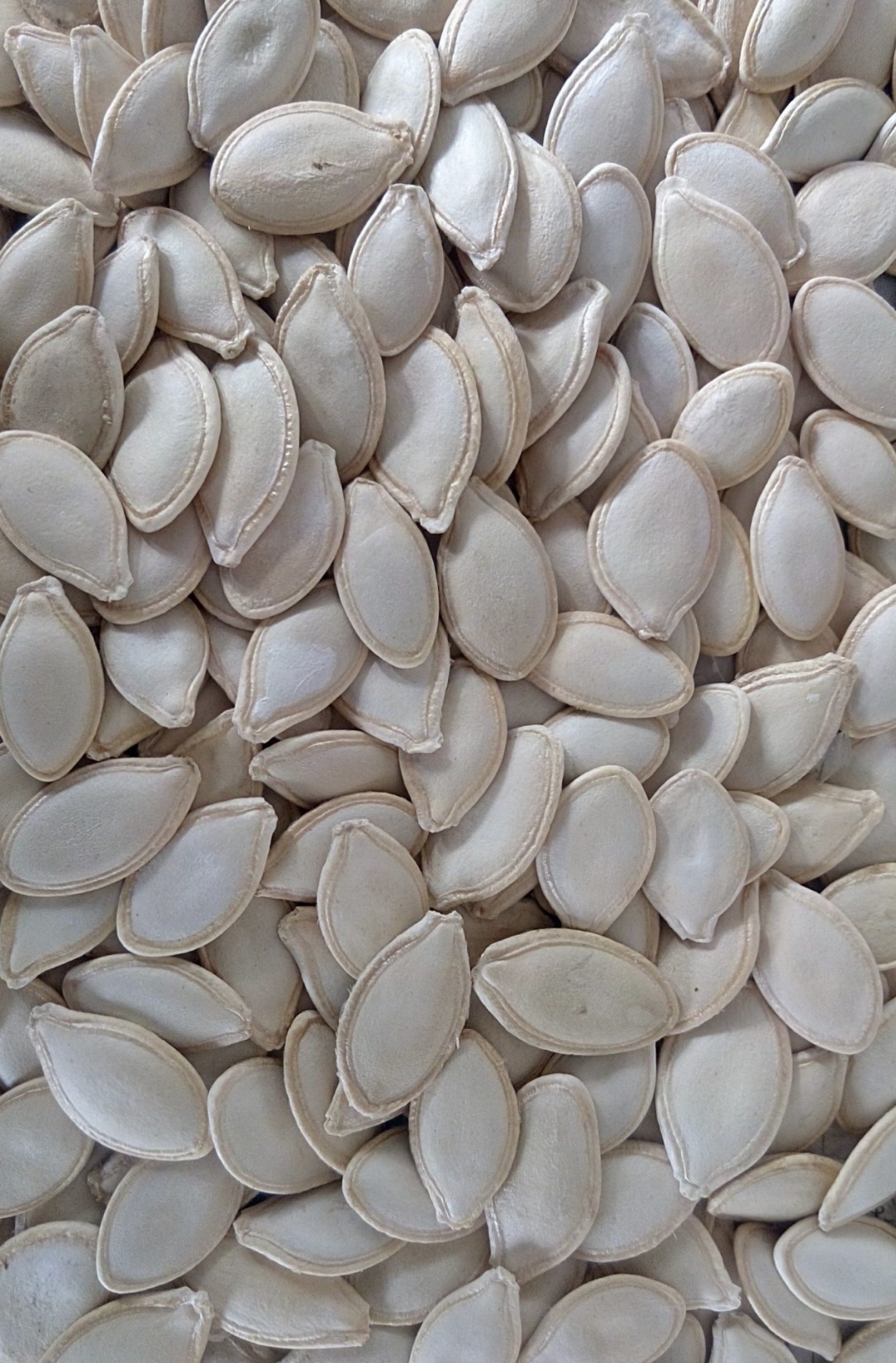 فروش تخم کدو