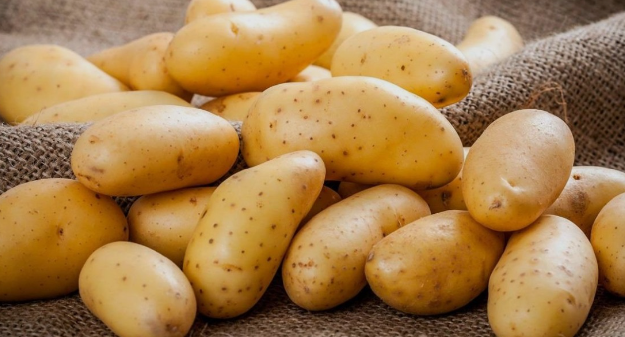 فروش سیب زمینی