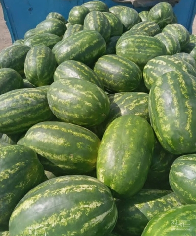 فروش هندوانه