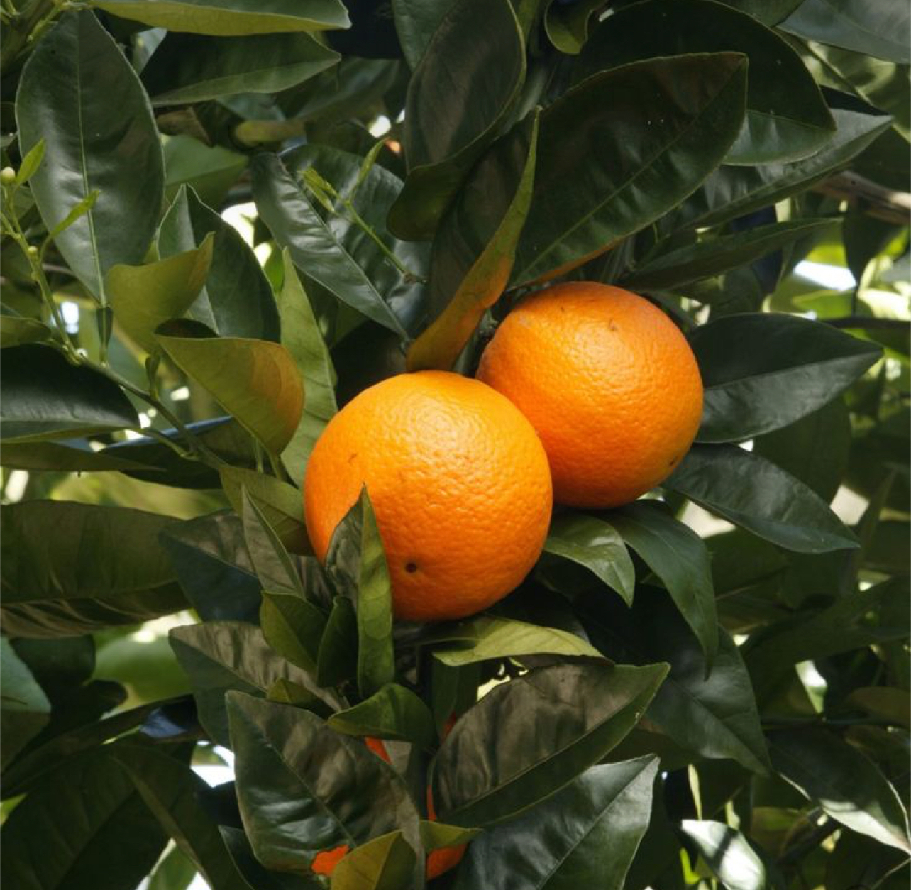 فروش پرتقال