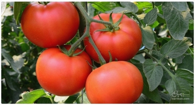 فروش گوجه فرنگی گرد