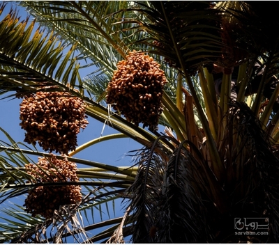 فروش خرماکلوته